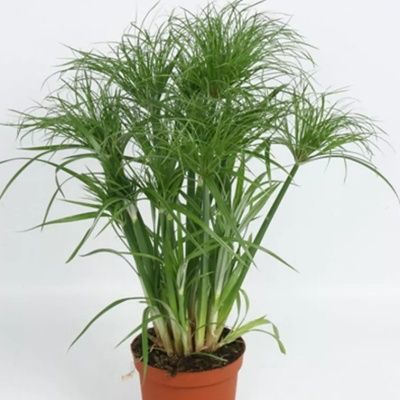 Papyrus du Nil nain - Leaderplant