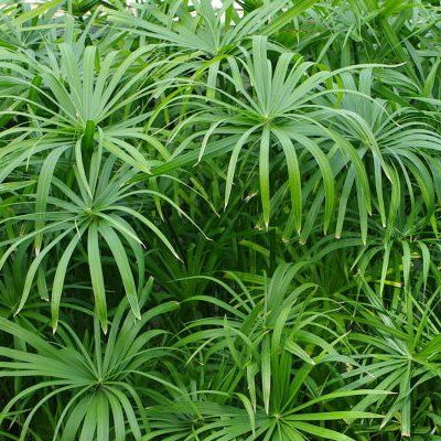 Papyrus à feuilles alternes - Leaderplant