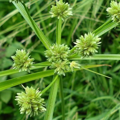 Papyrus glabre - Leaderplant