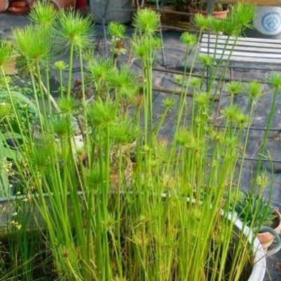 Papyrus nain - Leaderplant