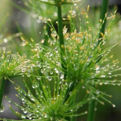 Papyrus nain - Leaderplant