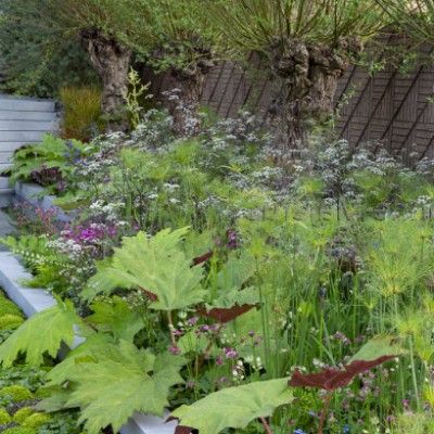 Papyrus nain - Leaderplant