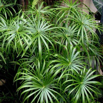 Papyrus Parapluie - Leaderplant