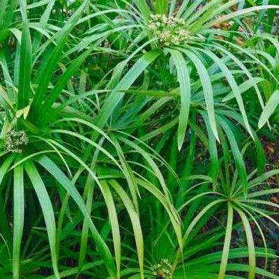 Papyrus Parapluie - Leaderplant