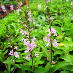 Véronique rampante rose - Leaderplant