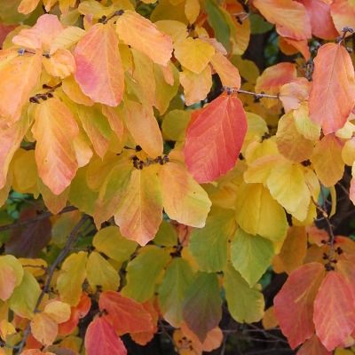 Parrotia Arbre de fer - Leaderplant