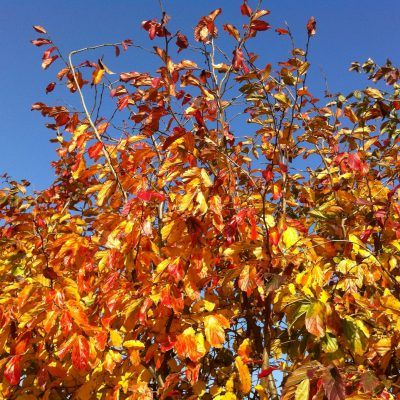 Parrotia Arbre de fer - Leaderplant