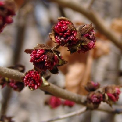 Parrotia Arbre de fer - Leaderplant