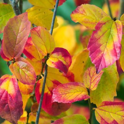 Arbre de fer Persian Spire ® - Leaderplant