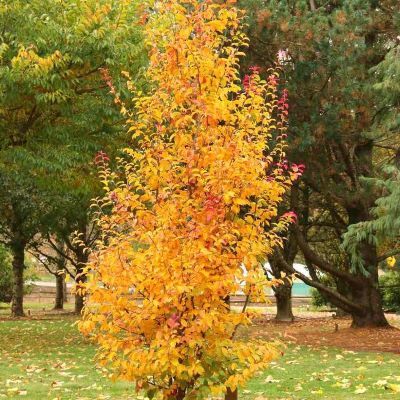 Arbre de fer Persian Spire ® - Leaderplant