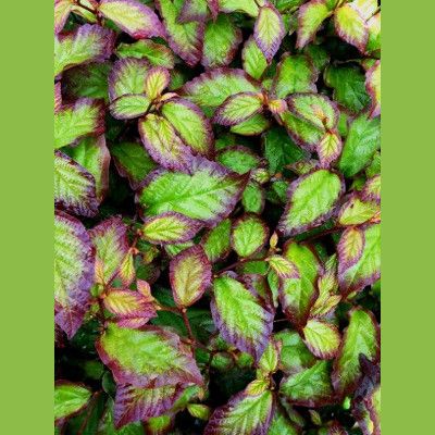 Arbre de fer Persian Spire ® - Leaderplant