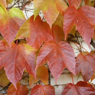 Vigne vierge de Veitch - Leaderplant