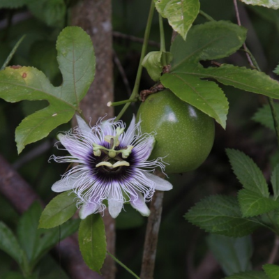 Passiflore fruitière - Fruit de la passion – Grenadille  - Leaderplant