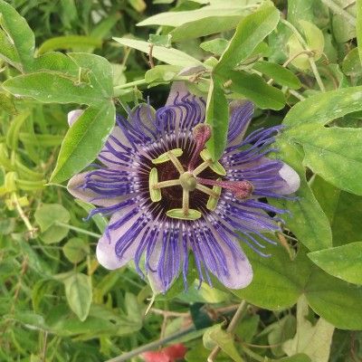 Passiflore mauve à coeur pourpre - Leaderplant