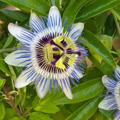 Passiflore bleue - Leaderplant