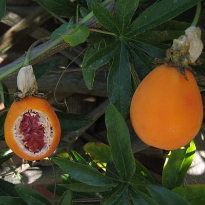 Passiflore bleue - Leaderplant