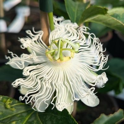 Passiflore SnowStar Cooltropics ®  - Leaderplant