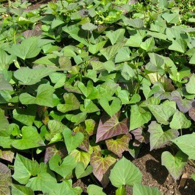Patate douce : plantation et entretien au jardin ou au potager