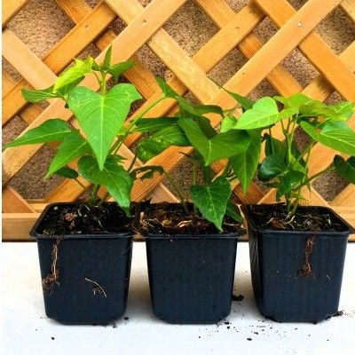 Patate douce Beauregard - Leaderplant