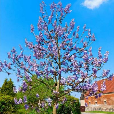 Paulownia Arbre Impérial Fast Blue Minfast  - Leaderplant