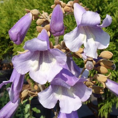 Paulownia Arbre Impérial Fast Blue Minfast  - Leaderplant