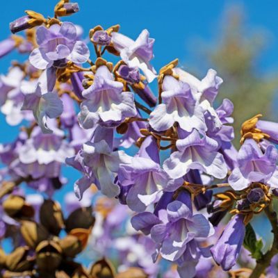 Paulownia Arbre Impérial Fast Blue Minfast  - Leaderplant