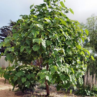 Paulownia Arbre Kawakami - Leaderplant