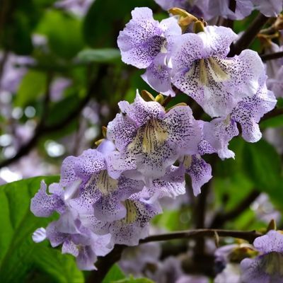 Paulownia Arbre Kawakami - Leaderplant
