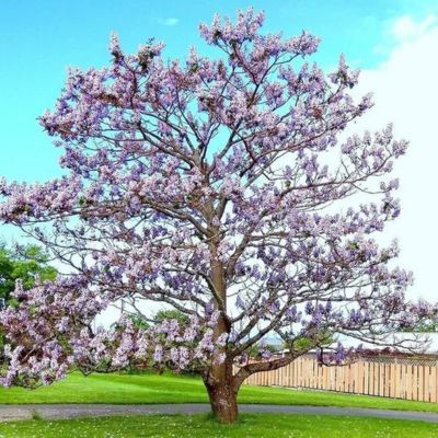 Paulownia Arbre Kawakami - Leaderplant
