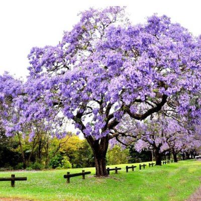 Paulownia Arbre impérial - Leaderplant