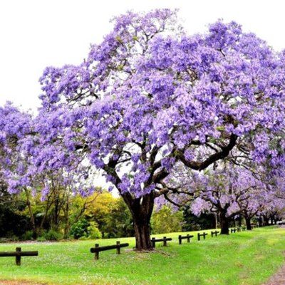 Les multiples aspects de l'arbre paulownia