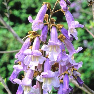 Paulownia Arbre impérial - Leaderplant