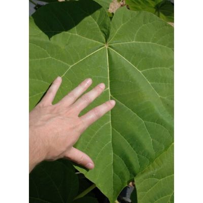 Paulownia Arbre impérial - Leaderplant