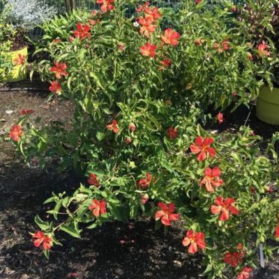 Pavonia Flamboyant - Leaderplant
