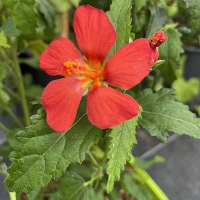 Pavonia Flamboyant - Leaderplant