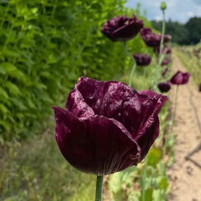 Graines de Pavot Black Peony (Ferme de Sainte Marthe) - Leaderplant