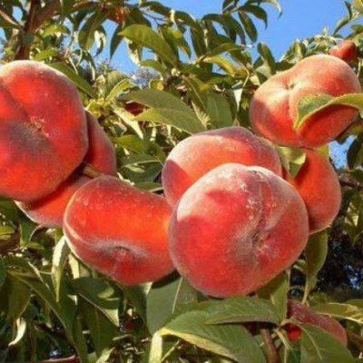 Pêcher plat à chair blanche - Leaderplant