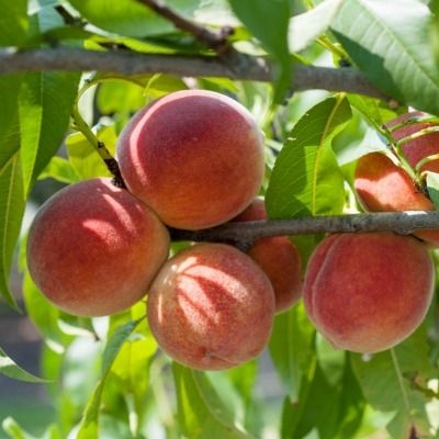 Pêcher à chair jaune Redhaven - Leaderplant