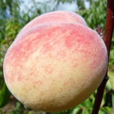 Pêcher Pêche de Vigne Blanche - Leaderplant