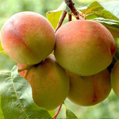 Pêcher Pêche de Vigne Jaune - Leaderplant