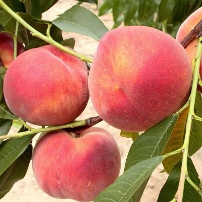 Pêcher à chair blanche Amsden - Leaderplant