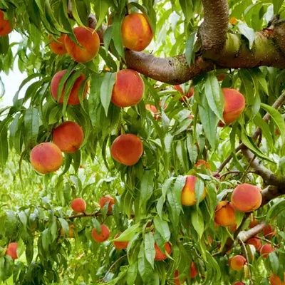 Pêcher Grosse Mignonne - Leaderplant