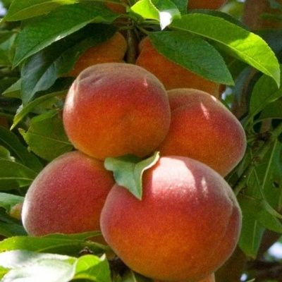 Pêcher Peregrine  - Leaderplant