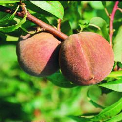 Pêcher Pêche sanguine de Savoie - Leaderplant