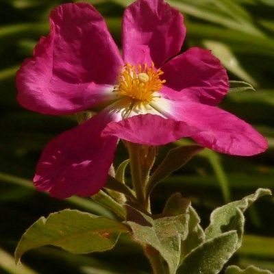 Ciste argenté Peggy Sammons - Leaderplant