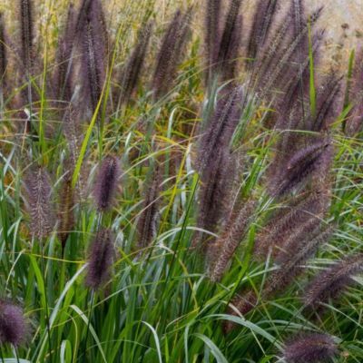 Graminée herbe aux écouvillons Black Beauty - Leaderplant