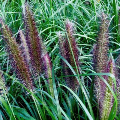 Graminée herbe aux écouvillons Black Beauty - Leaderplant