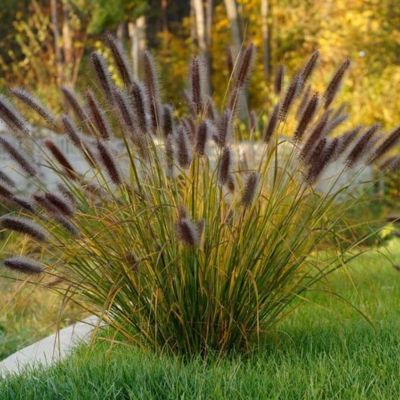 Graminée herbe aux écouvillons Black Beauty - Leaderplant