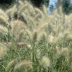 Graminée Herbe aux écouvillons - Leaderplant