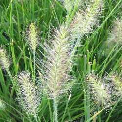 Graminée Herbe aux écouvillons naines - Leaderplant